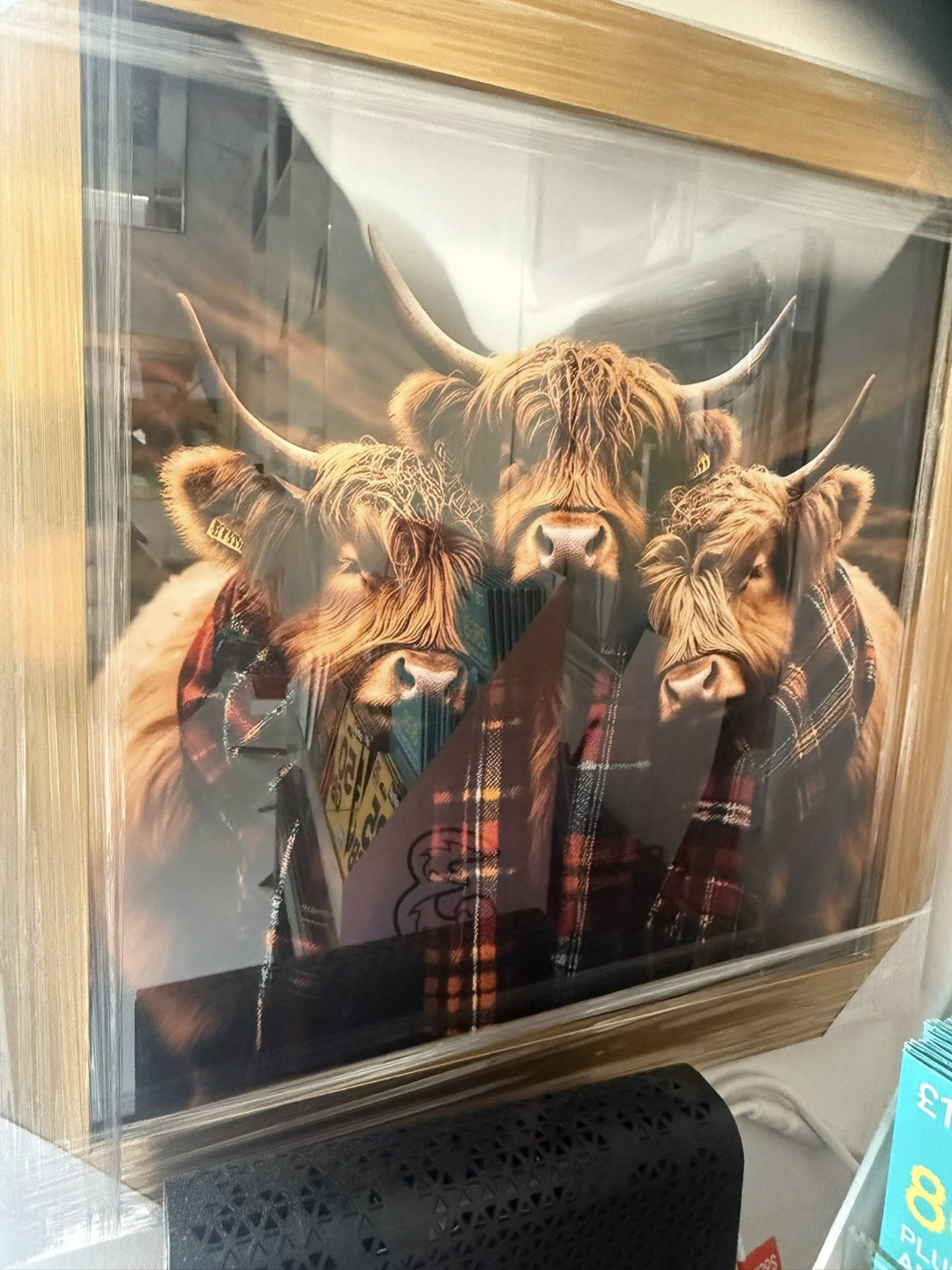 Highland Cow Picture 2