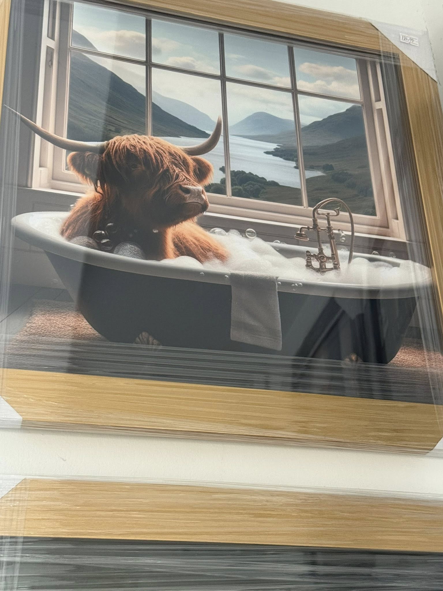 Bath Time Highland Cow Picture