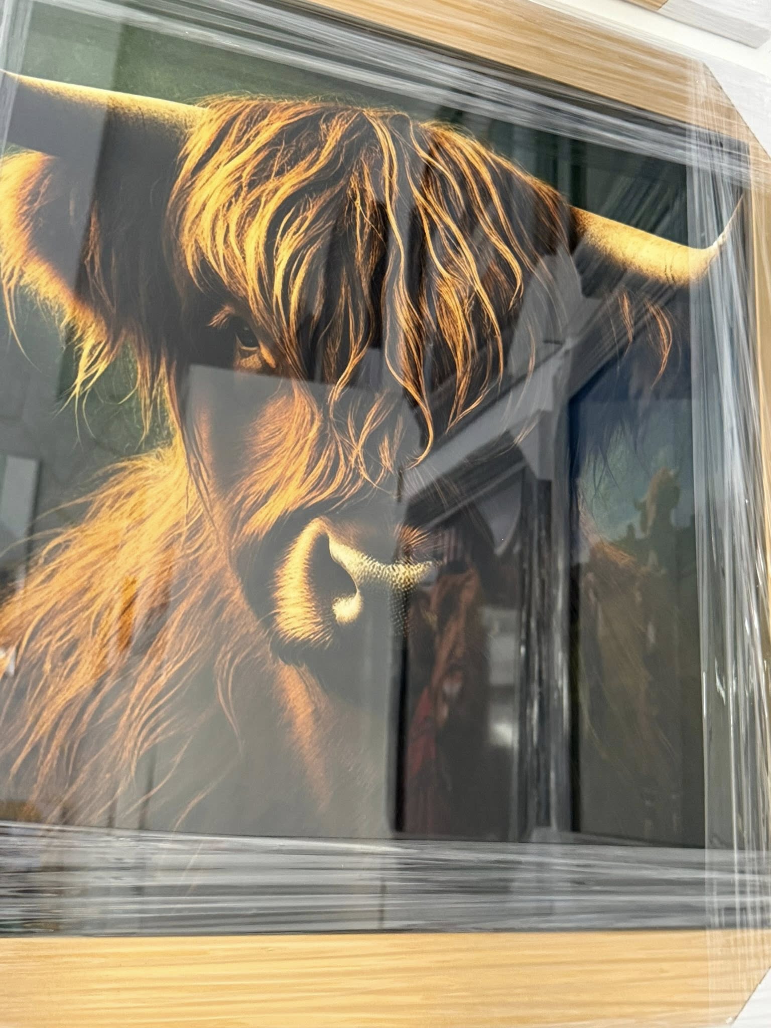 Highland Cow Picture 1