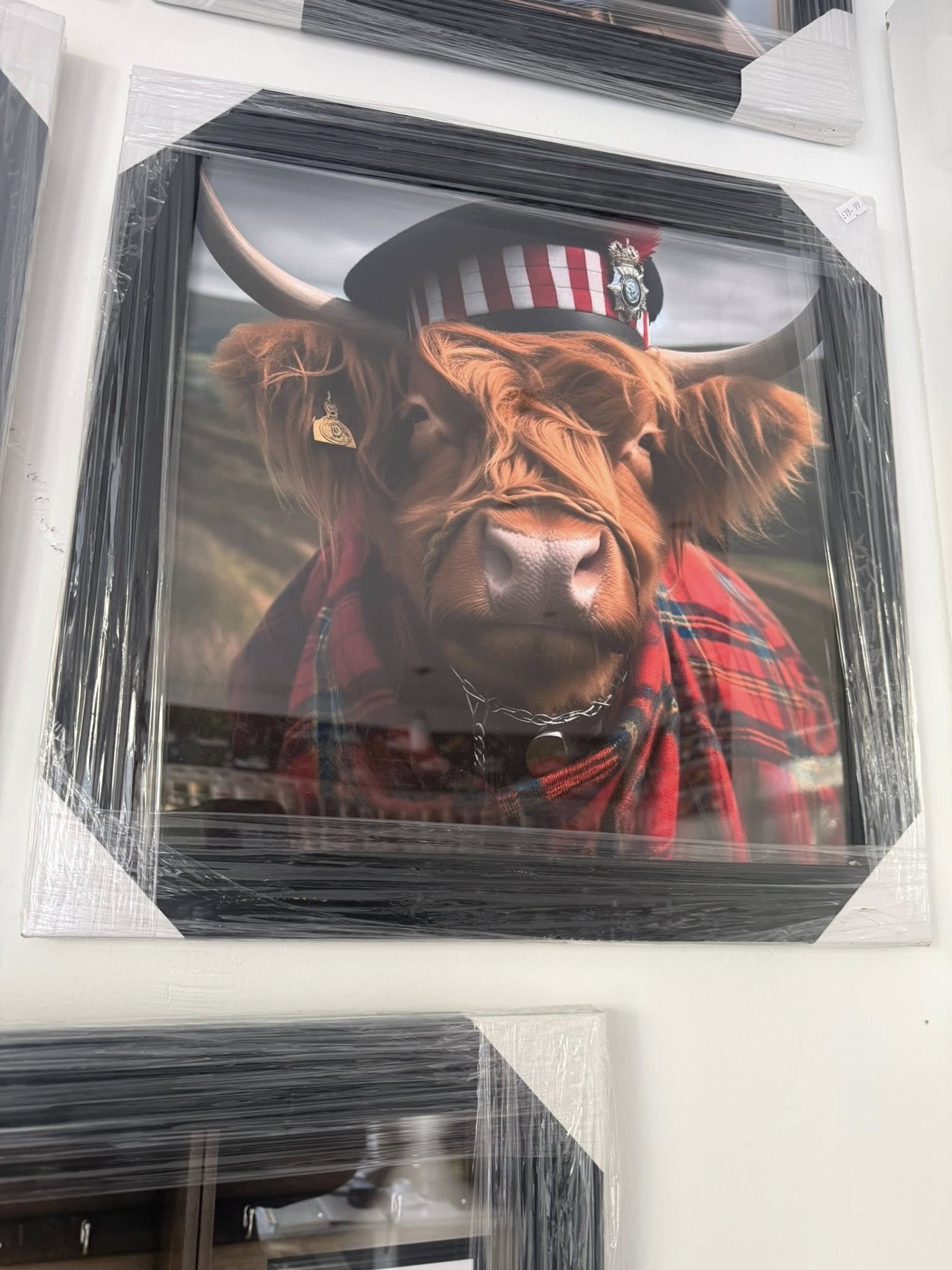 Highland Cow Picture 3
