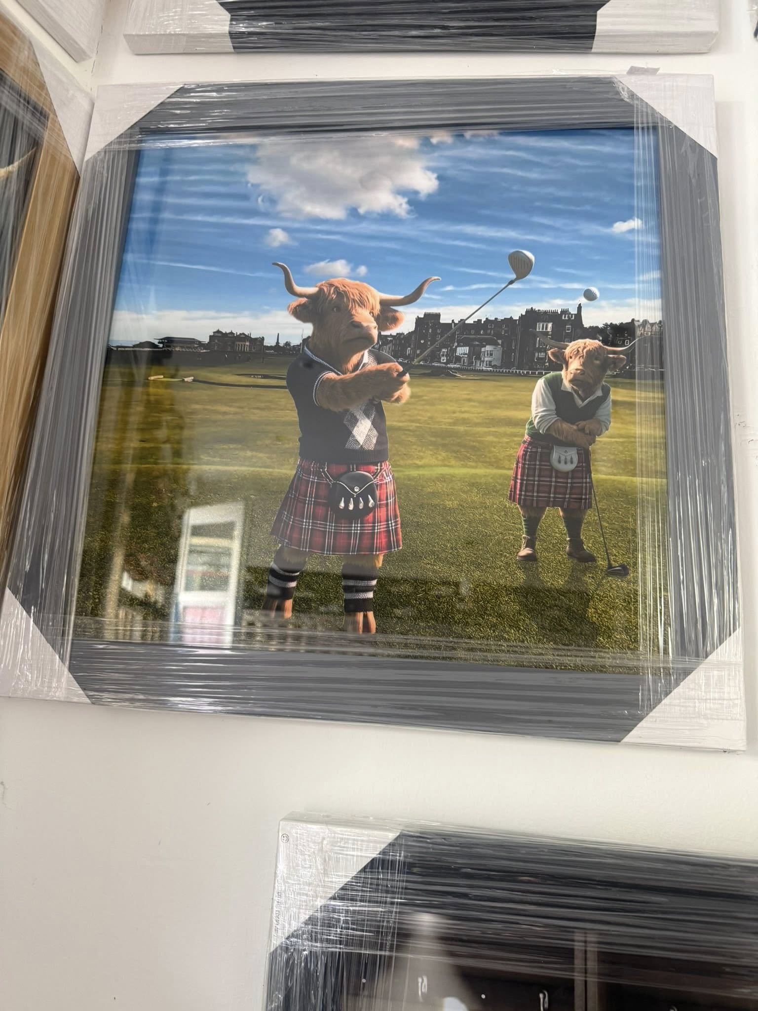 St Andrews Golf Highland Cow Picture